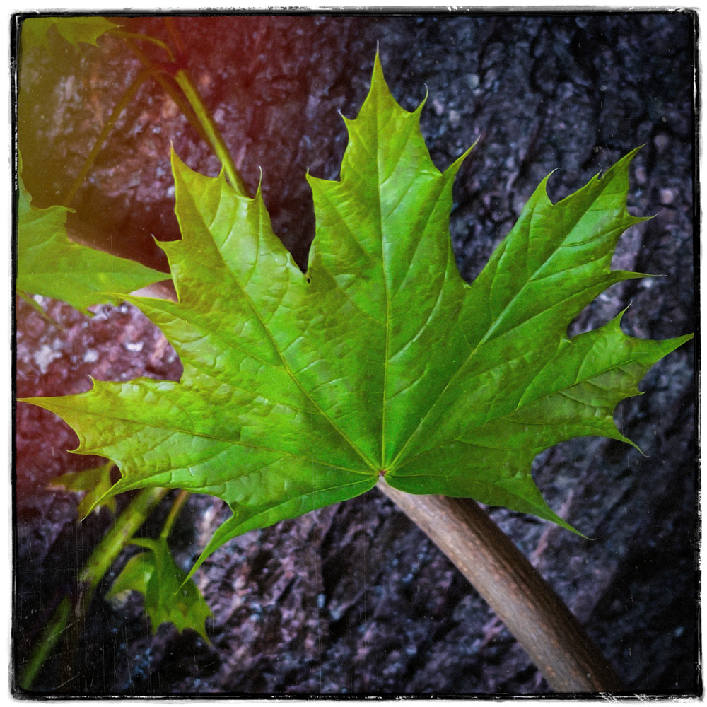 A Norway maple leaf against bark