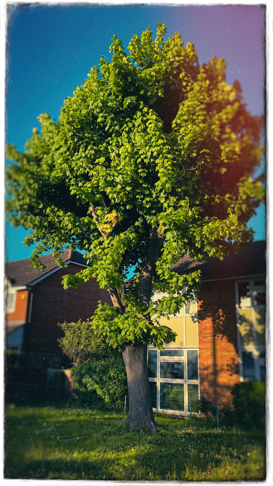 The Norway maple in its setting